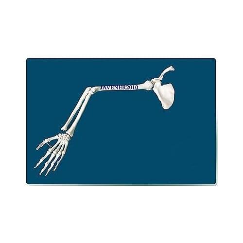 Life Size Human Anatomical Anatomy Arm Upper Limb Skeleton Medical Model
