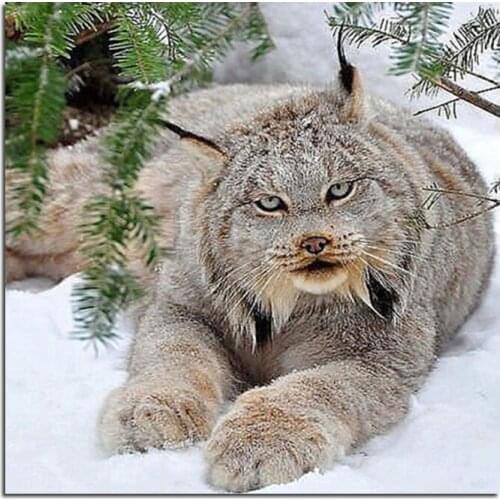 Wild snow leopard 40x40 Diamond embroidery Diy diamond square drill rhinestone pasted Crafts Needlework home decoration