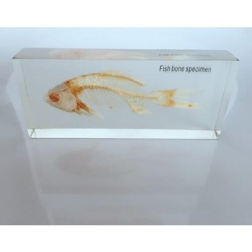 Fish Skeleton Embedded Specimen Transparent Resin Real Fish Bones Animals Skeleton Specimen Model Biology Anatomy Teaching Aids