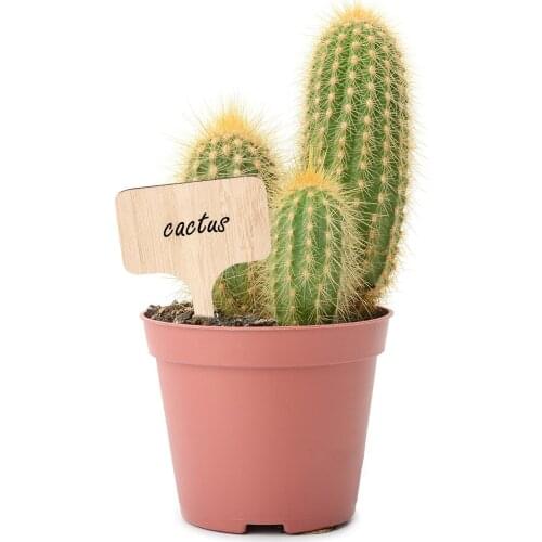 50Pcs Bamboo Plant Labels Eco-Friendly T-Type Wooden Plant Sign Tags Garden Markers for Seed Potted Herbs Flowers Vegetables