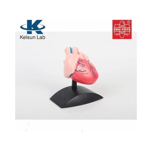 1:1 human organ Cardiac anatomy model