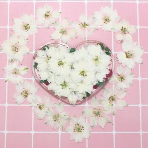 60pcs Pressed Dried Dyed White Consolida Ajacis Flower Plant Herbarium For Jewelry Postcard Invitation Card Phone Case DIY