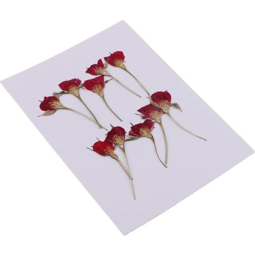 10 Pieces Pressed Natural Dried Flowers For Making Cards And Crafts