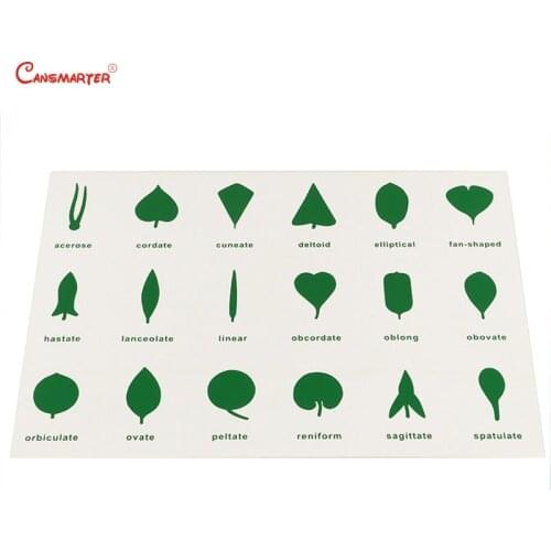 Montessori Teaching Botany Leaf Cabinet Control Chart Card PVC Materials Children House Center Cards Set Educational Toy