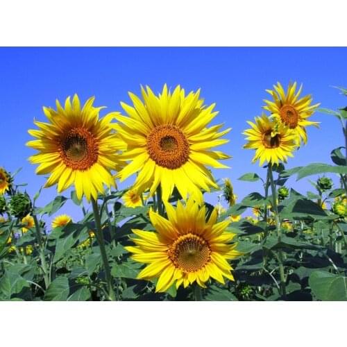 Sunflower cross stitch Pattern Kit Embroidery Needlework Sets Pet Baby Wedding Couple Diy Customization11CT Printed wholesale