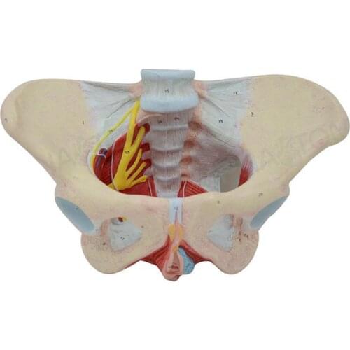 1:1 Life Sized Human Female Pelvis Neural Model Pelvic Floor Muscle Nerve Perineal Ligament Neuromuscular Model Free Shipping