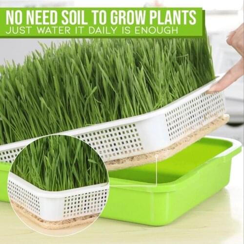Green Seed Sprout Planting Plate With Cover Pea Bean Home Tray Systems Hydroponic Wheatgrass Pot Sprouter Seedling Germinat