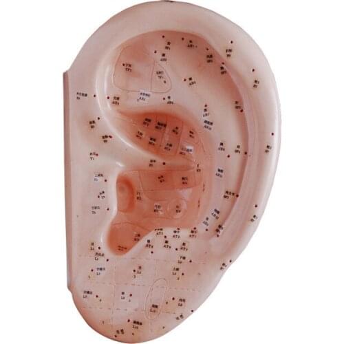Human ear acupuncture teaching and training model 40CM Chinese medicine meridian acuity mold