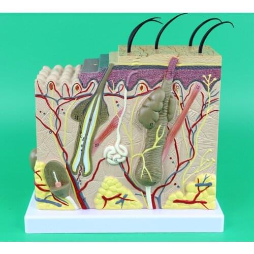 Human skin anatomy Skin magnification 50 times model Skin structure Hair follicles Hair Mannequin