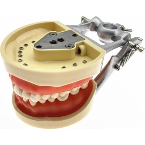 Dental Model kilgore Nissin Type Dental Typodont Model with Removable Teeth