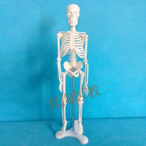 Mini Skeleton 45CM Tall human skeleton model Removable human skeleton model skeleton anatomical model solution free shipping