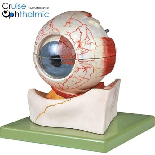 Eyeball 5X Anatomical Model Shows Cornea, iris, lens, and vitreous body | Premium Quality Eyeball Model, Eye Anatomical Model