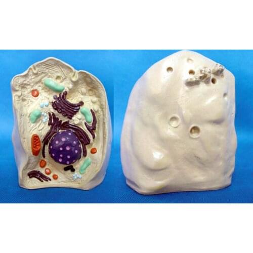 Animal cells enlarge model Cell dissection Medical teaching model free shipping