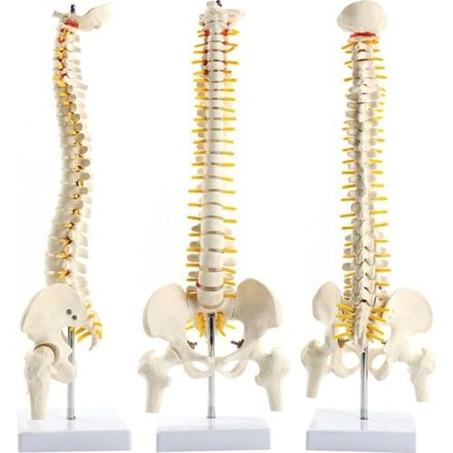 45cm Anatomical Spine Model Pelvic Flexible Model Anatomy Learning Teaching Tool Aids FKU66