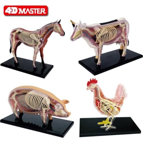 3d chicken anatomy model horse anatomy model pig anatomy model educational toy