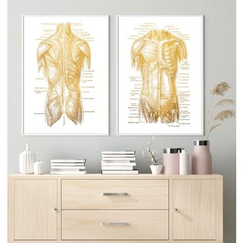 Human Anatomy Muscle System Art Print Golden Human Figure Gym Medical Education Office Picture posters canvas painting No Frame