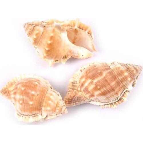 1Pcs Spiral Conch Natural Shells For Home Decoration Accessories Big Seashells DIY Glass Bottle Fish Tank Handmade Crafts 4-7cm