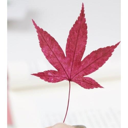 24PCS Pressed Flower,Nature Real Maple Leaf Petals for DIY Party Bookmark Photo Gift Card,Dried Flower Facial Rose Decor