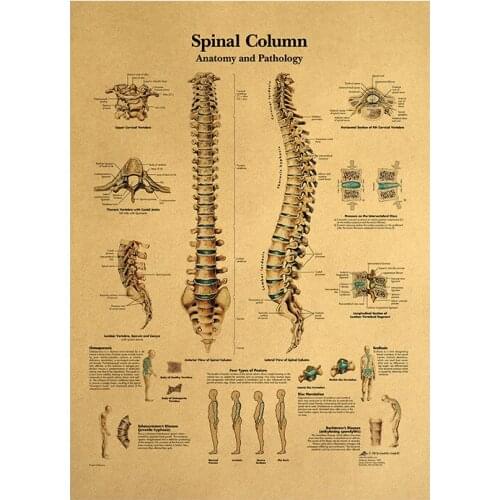 Human body illustration-spine kraft retro poster classroom decoration painting in museum