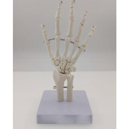 Human Hand Joint Life Size Bone Skeleton Anatomical Model Medical Anatomy for Medical Science Teaching Resources