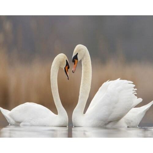 Free Shipping Swan Lake Love Swan TV Sofa Background Wall Painting Custom 3D Wallpaper Western Restaurant Living Room Mural