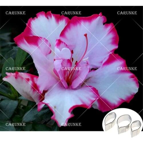 Формы для бисквитов Carunke China At AliExpress