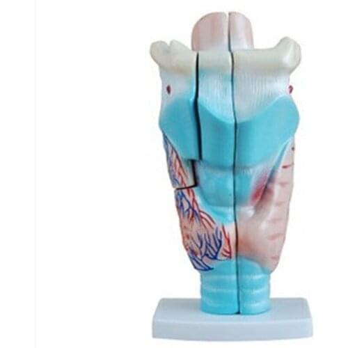 2019 New Amplification Throat Anatomy Model Human Anatomy Model