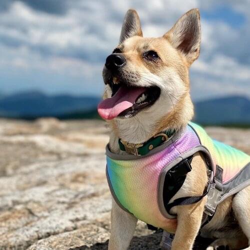 Dog Cooling Vest Clothes Ropa Perro Para Pet Harness For Small Dogs French Bulldog Pug Rainbow Summer Anti-Heatstroke Mesh Vests