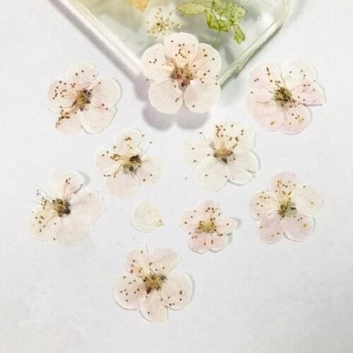 120pcs Pressed Dried Prunus Armeniaca Flower Plant Herbarium For Jewelry Postcard Bookmark Phone Case Invitation Card DIY