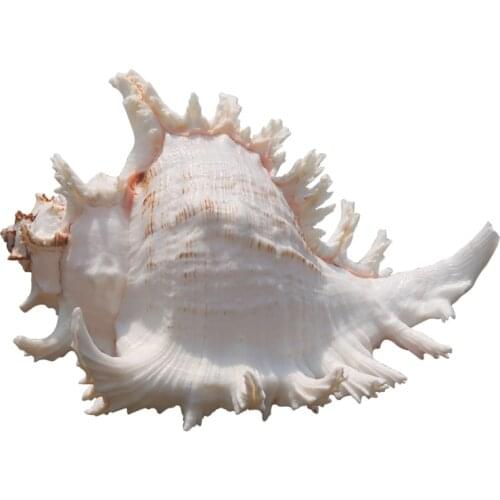 Natural Big Sea Conch Shell White Thousand Hand Screw Home Decoration Fish Tank Landscape Aquarium Decoration Large Shell Conch