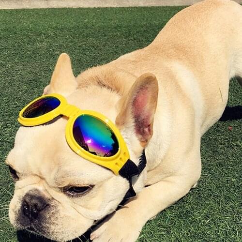 SU GENERIS Dog Accessories