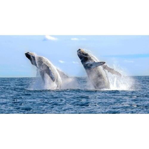 Home Decor Humpback Sea Whale Ocean-Silk Art Poster Wall Sticker Decoration Gift