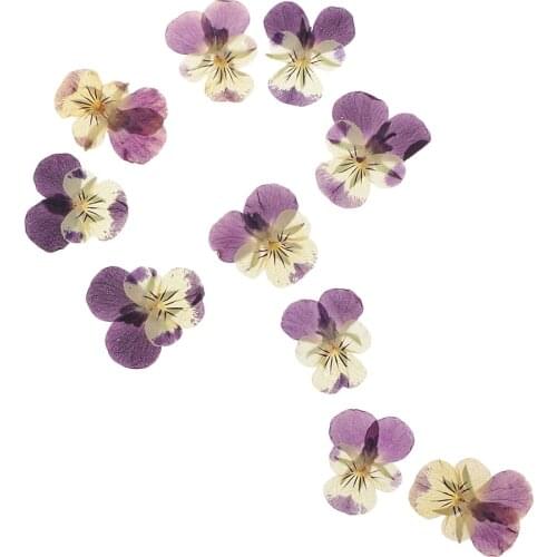 10PC Beautiful Pressed Real Pansy Flower Dried Flowers for DIY Art Craft Scrapbooking Bookmark