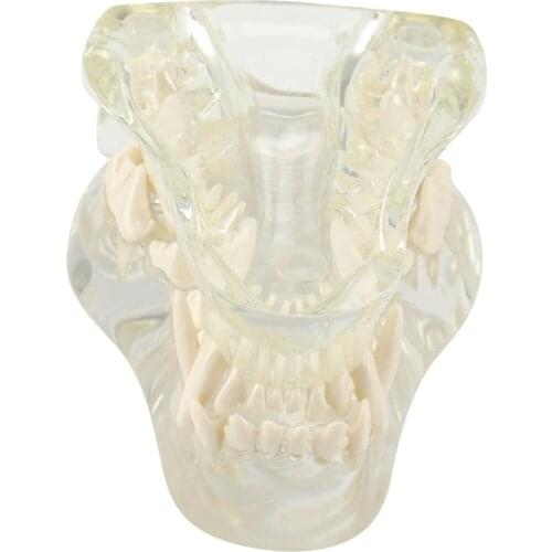 Transparent Dog Teeth Jaw Tooth Model Anatomical Teaching Demonstration Veterinary Canine