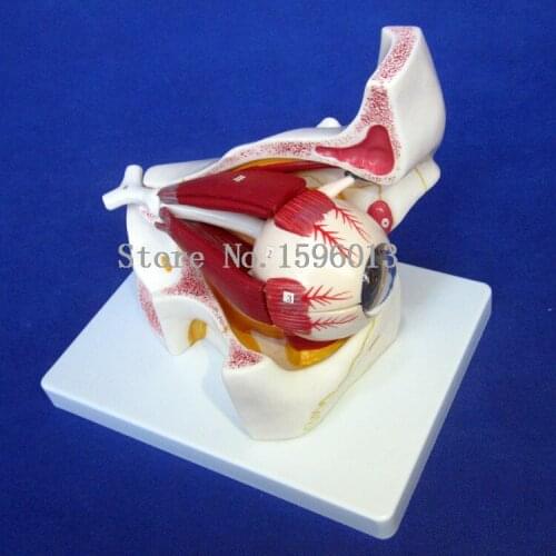 HOT Anatomical detachable Eye Model with Orbit 10 parts, Eye/Eyeball with Orbit Model