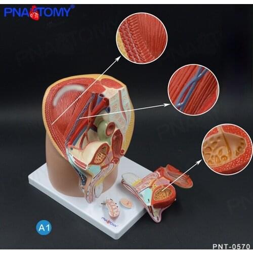 1:1 Life Size Male Pelvis Cavity Model Reproductive System Anatomical Model Medical Teaching Tool Educational Equipment Anatomy