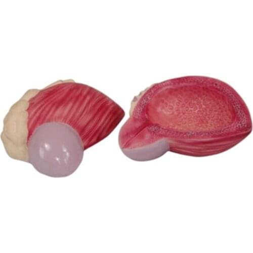 Bladder Model(Plastic Bladder) BIX-A1062 WBW420