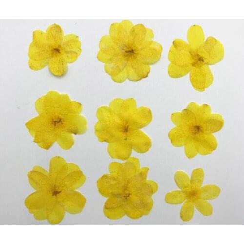 120pcs Pressed Dried Yellow Jasmine Flower Plant Herbarium For Jewelry Postcard Invitation Card Phone Case Bookmark Making DIY