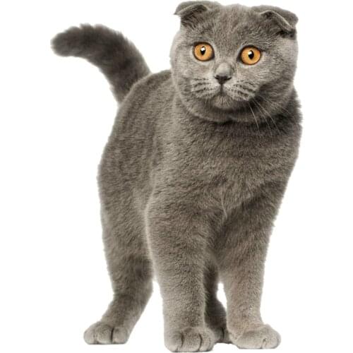 Scottish Fold Cat Car Sticker Personalized Decal Laptop Truck Motorcycle Auto Accessories Decoration PVC,15cm*11cm