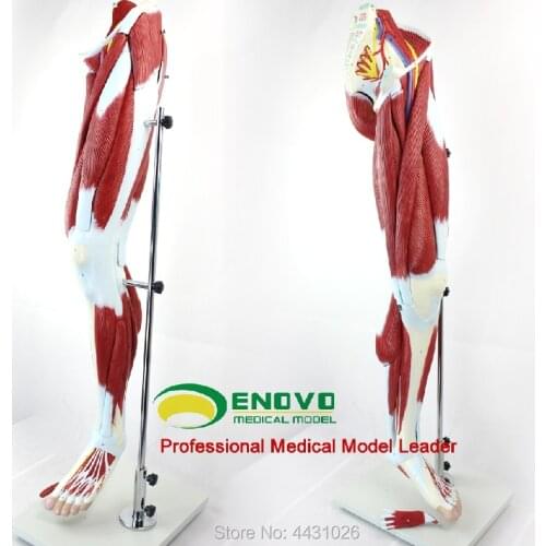 ENOVO Human lower limb muscle vascular nerve model leg movement system medical human anatomy