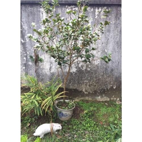 150X210CM Photo Studio Backdrop My Home Town wall with tree and Rabbit green grass country photo suit for kids photo inside