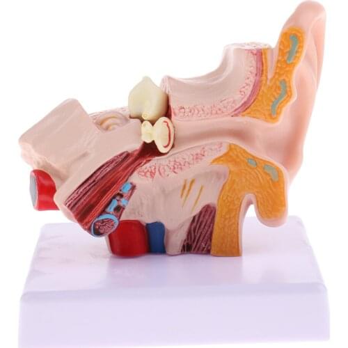 Magnification 1.5x Human Ear Joint Outer, Middle, Inner Ear Model with Base