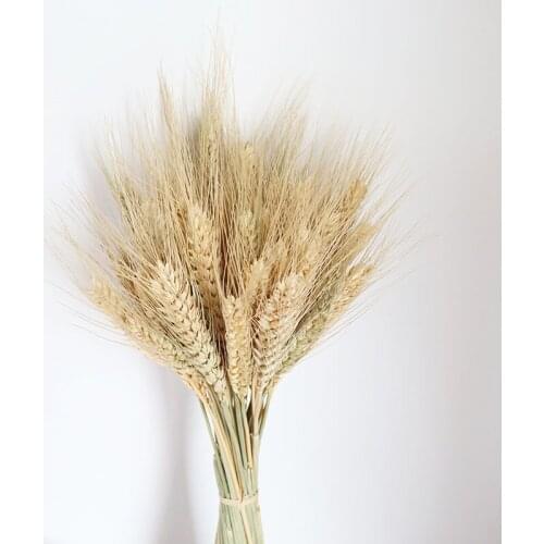 Hot-Selling 50pcs Wheat Barley Golden Long-Term Real Natural Preserved Dried Flower Home Wedding Bussiness Openning Decoration