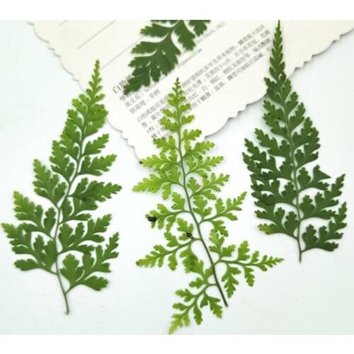 60pcs Pressed Dried Pteris Cretica L. Leaves Plant Herbarium For Jewelry Postcard Invitation Card Phone Case Bookmark DIY