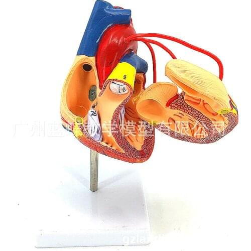 Heart model 1:1 heart model of natural human heart bypass surgery
