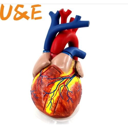 Free shipping&Natural large cardiac anatomy model ,Ultrasonic color Doppler ultrasound cardiac anatomy ,Medical anatomy model