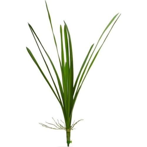 Artificial Succulents Realistic Plant PU This Is The Perfect Choice For Your Home Decoration Reusable Simulation Green Plants