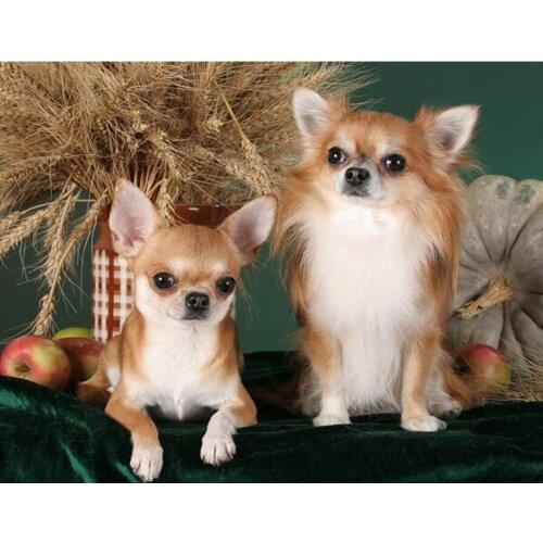 Full Square Drill 5D DIY Diamond Painting Chihuahua Dog pet Diamond Embroidery sale Rhinestones Christmas Home Decoration FG1581