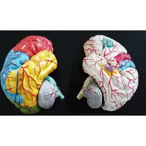 1:1 Size Detachable 8pcs Colored Humans Brain Model The Anatomy of Humans Brain Stem Cerebral Cerebellum Brain Anatomical Model