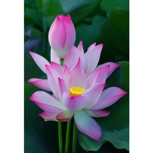 Lotus flowers DIY Diamond Painting pink flowers Diamond Embroidery Pink Lotus Cross Stitch sea fish Rhinestone Mosaic Painting